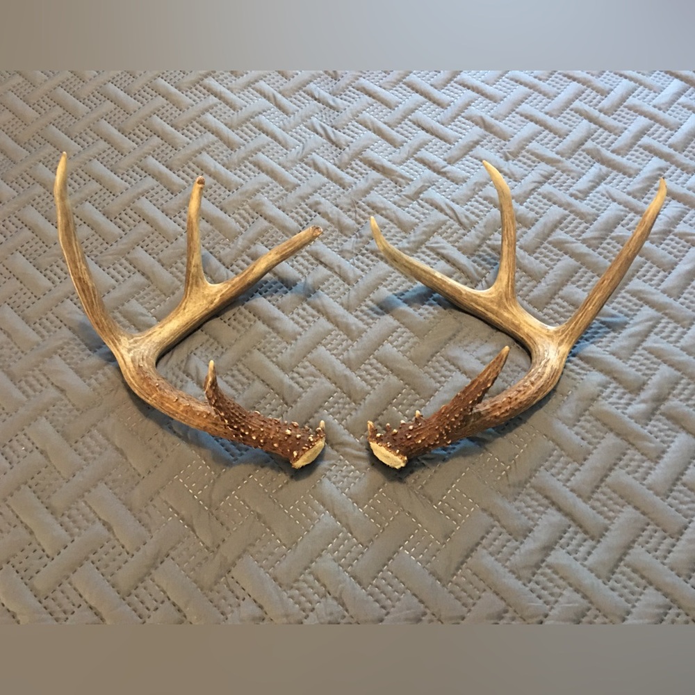 Whitetail Antlers
